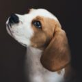 pet sitting hero